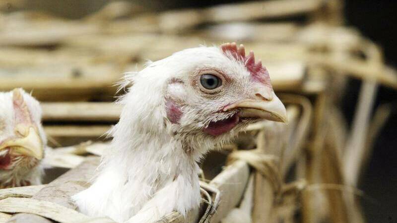 Chook farmers on alert for bird flu outbreak in Australia | Tenterfield ...