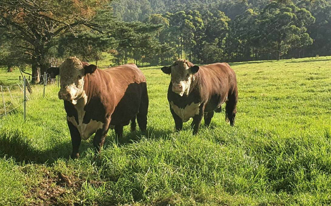 Two bulls were found to be injured on a Tenterfield property with police investigating possible illegal hunting. File picture. 